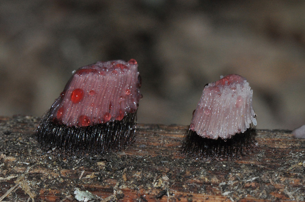 Stemonitis axifera?